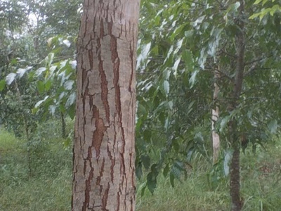 Chính chủ cần bán gấp đất bà tá gia huynh - tánh linh - tỉnh bình thuận 3