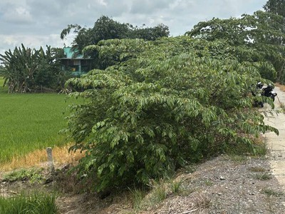 Bán đất full thổ cư, đường betong, p3 kiến tường loang an 0