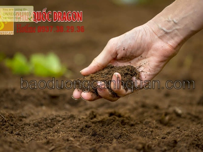 Bán Đất màu trồng cây, đất đỏ bazan ở Đồng Nai, HCM SLL 0