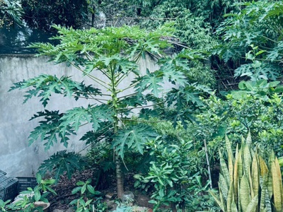 Bán gấp 48m2 thái bình - mai lâm giá chỉ 3.2 tỷ ngõ ô tô , cách 10m ra đường 3 ô tô tánh 2
