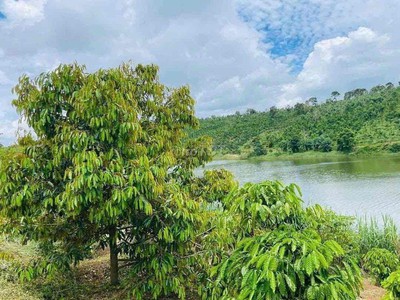 Bán vườn thuận an bám đập cách tỉnh lộ 683 nhựa 300m, đã tách 5 sổ sẵn 0