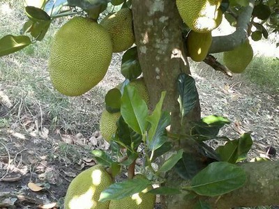 Vừa nghỉ dưỡng, vừa sinh lời - chỉ với 850 triệu/sào tại La Ngà 0