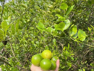 Bán nhanh lô đất ngộp Đồng Nai 2