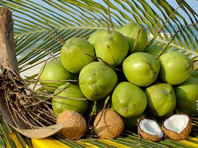 Dừa sấy giòn món ăn vặt béo thơm, giòn rụm từ cơm dừa Bến Tre 0