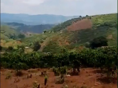 Đất đẹp - giá tốt - cần bán gấp đất trồng cây lâu năm tại tà nùng, tp. đà lạt 4