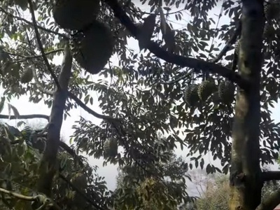 Cần bán gấp 9,4 sào đất đỏ ba zan   vườn sầu riêng đang thu, mặt tiền nhựa   gần sân bay long thành 4