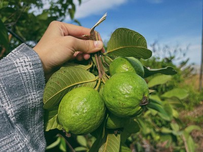 Ở đây có một mảnh đất thích hợp làm nghỉ dưỡng 0