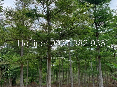 Chính chủ cho thuê MBKD mặt hồ hoàng càu 4017