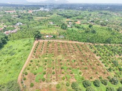 Bán gấp 20x45m dt 900m  có 80 m2 ont gần chợ láng lớn giá chỉ: 2 triệu/m 1
