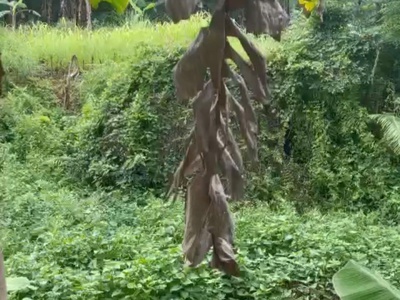 Chính chủ cần bán lô đất băng 2 tại khu phú hộ - thị xã phú thọ 2