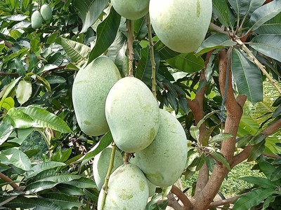 Bán đất tại La Ngà, Định Quán, Đồng Nai 2