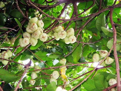 Bán đất tại La Ngà, Định Quán, Đồng Nai 3