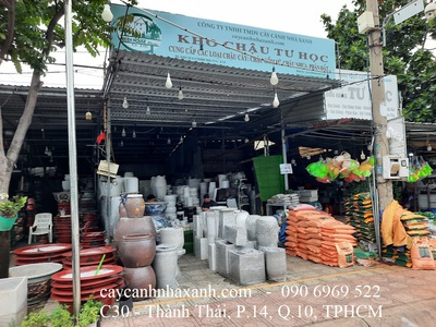 Cây công trình  -  Chậu trồng cây - Caycanhcayxanh.com 19