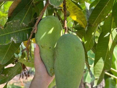 Chính chủ cho thuê MBKD mặt hồ hoàng càu 4642
