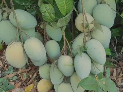 Chính chủ cho thuê MBKD mặt hồ hoàng càu 4641