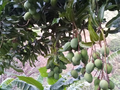 Chính chủ cho thuê MBKD mặt hồ hoàng càu 4643