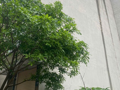 Hiếm đất dv ba la, quang trung,hầ đông,50m2 giá nhỉnh 10 tỷ 0