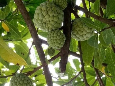 Chi thuê MBKD mặt hòi hoàng cáu 627