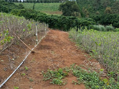 Giá tốt - chính chủ cần bán nhanh lô đất vườn full cà phê vị trí tại huyện bảo lâm, tỉnh lâm đồng 3