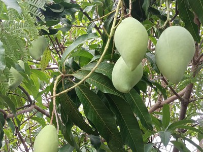 Bán đất giá 850 triệu/sào sở hữu có ngay một vườn trái cây lâu lăm 2