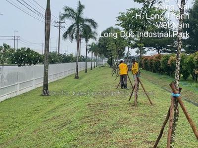 Cung cấp cây xanh công trình ở HCM, Đồng Nai giá rẻ 0