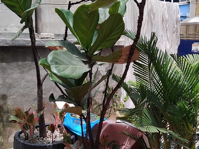 Cho thuê nhà phố Bằng Liệt   gần Linh Đàm 1
