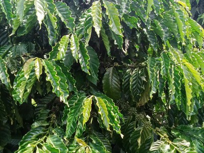 Đất đẹp - giá tốt - cần bán nhanh lô đất vị trí đắc địa tại xã đăk r tih , tuy đức đăk nông 2