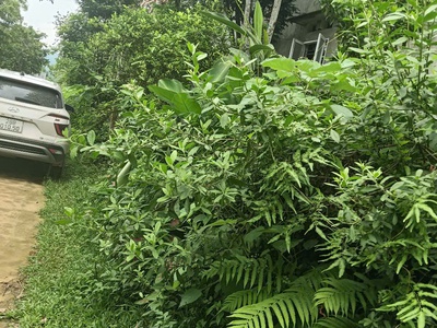 Chính chủ cần chuyển nhượng lô đất tại xã yên mông- tp hòa bình- nay thuộc phường tân hòa- phú thọ 0