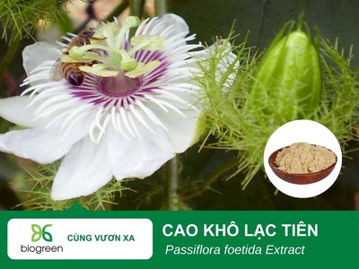 Bán cao khô Lạc tiên hỗ trợ an thần, ngủ ngon 0