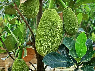 Bán Đất Vườn 1.300m  Gần Sân Bay Long Thành   Có Cây Trái   Sổ Sẵn 4