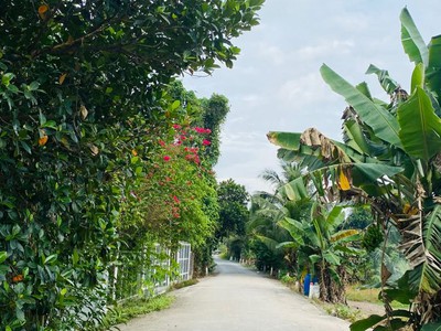 Bán Đất Vườn 1.300m  Gần Sân Bay Long Thành   Có Cây Trái   Sổ Sẵn 1