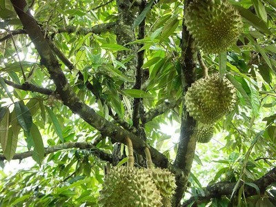 Bán Gấp Lô Đất Vườn 3.700m  Thổ Cư, Sẵn Nhà và Vườn Trái Cây 4