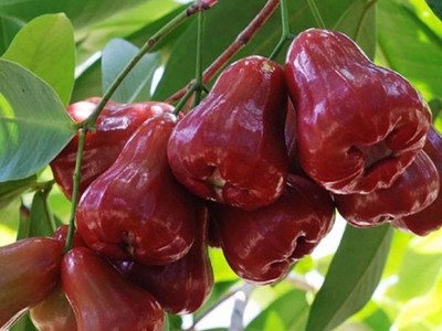 Bán Đất Vườn 1.300m  Gần Sân Bay Long Thành   Có Cây Trái   Sổ Sẵn 2