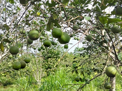 Cần bán lô đất vườn đẹp tại xã đồng tâm -  huyện yên thế 2
