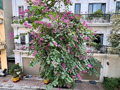 Khu phân lô quân đội- an ninh tốt- đường bàn cờ- ô tô đẻ vỉa hè 0