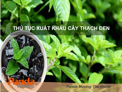 Thủ tục xuất khẩu Cây Thạch Đen 0