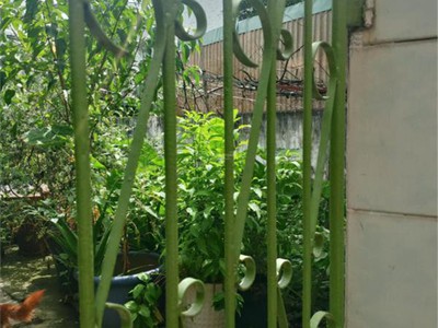 Một lô duy nhất 82m2 sát mặt đường nguyễn thị định, q2 sổ hồng giá rẻ 2