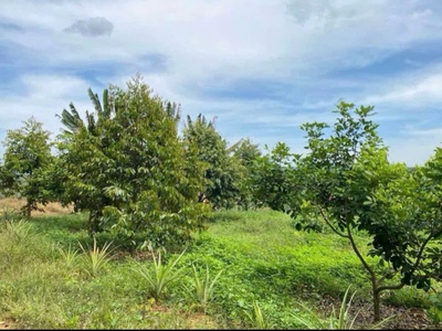 Chính chủ cần bán gấp lô đất siêu đẹp có vườn bười   sầu riêng tại xã tân phước   huyện đồng phú 0