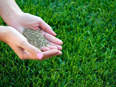 Bán Cỏ trồng sân vườn, sân bóng ở HCM, Đồng Nai SLL 0