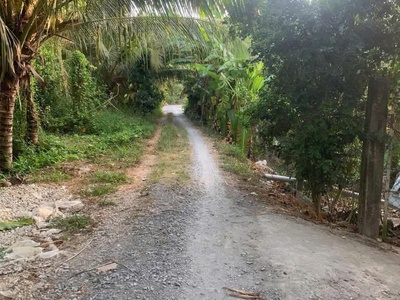Kẹt vốn bán đất vườn sầu riêng thái cây đang cho thu hoạch  4 năm  tại thị trấn long hồ, long hồ, 0
