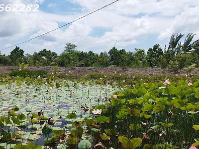 Bán đất vườn mặt tiền, xã hòa long, lai vung, đồng tháp. 4.4ha, 22 tỷ, sổ hồng. 3