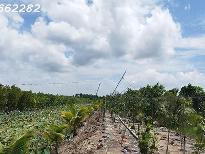 Bán đất vườn mặt tiền, xã hòa long, lai vung, đồng tháp. 4.4ha, 22 tỷ, sổ hồng. 4