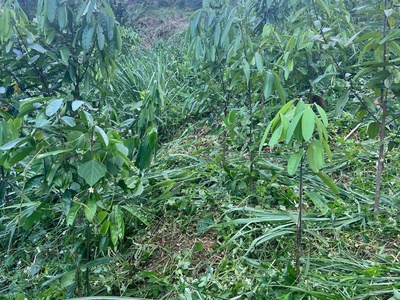 Chính chủ cần chuyển nhượng lại 3 ha quế tại phường đức xuân - thái nguyên 3