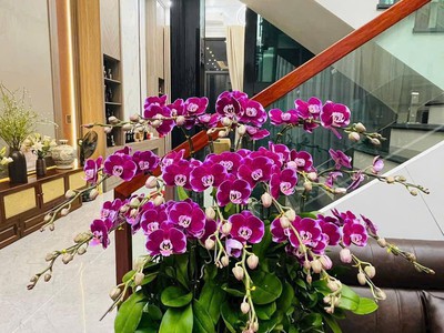 Bán nhà 4 tầng full nội thất khu Ecopark Hải Dương, TP Hải Phòng mới, 96m2, mt 6m, thang máy 1