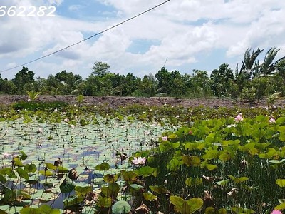 Bán đất vườn cây ăn trái, hòa long, đồng tháp dt 44000m2, giá 22 tỷ, sổ hồng chính chủ. 3