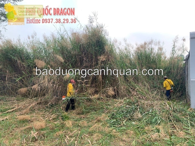 Dịch vụ cắt c.ỏ ở Đồng Nai, HCM giá rẻ trọn gói 0