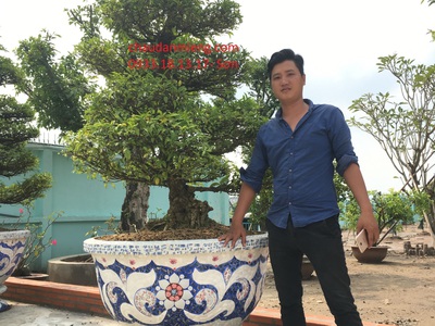 Chậu hoa   chậu cảnh   chậu hoa dán miễng , ghép sành sứ   chậu to 25