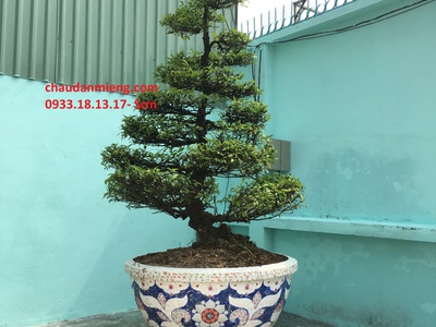Chậu hoa   chậu cảnh   chậu hoa dán miễng , ghép sành sứ   chậu to 26