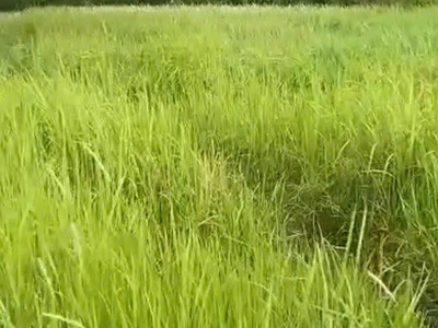 Bán lô đất khủng 1100m    1 sẹc ngắn đỗ văn dậy   đường nhựa xe hơi 2