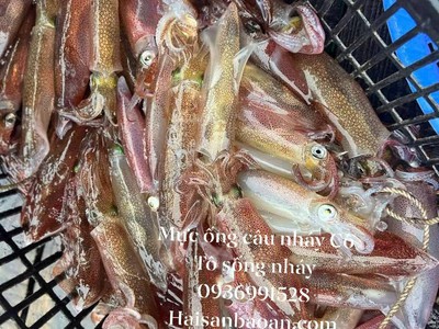 Nơi bán mực ống câu vip ngon giá tốt 0